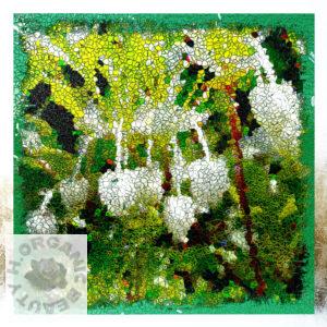 Enkianthus perulatus