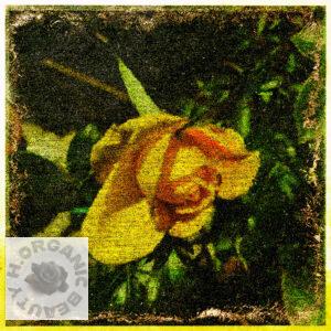 Close-up of a yellow rose