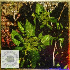 Friendly hydrangea buds