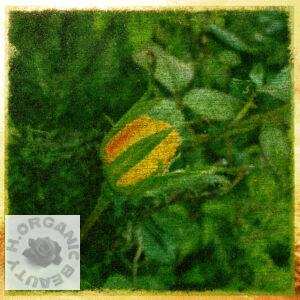 From a yellow rosebud