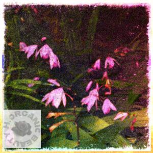 Purple orchid