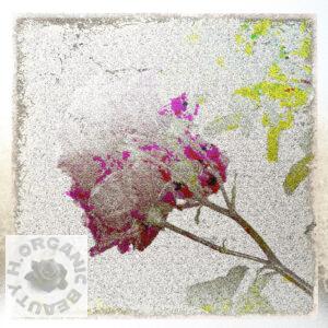 Roses viewed from below