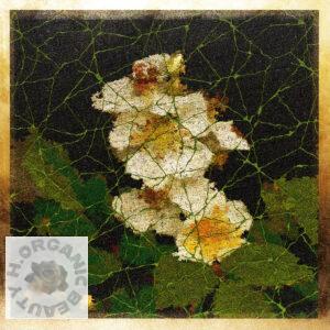 Wild roses