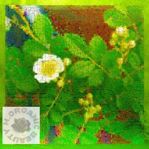 Wild roses and buds