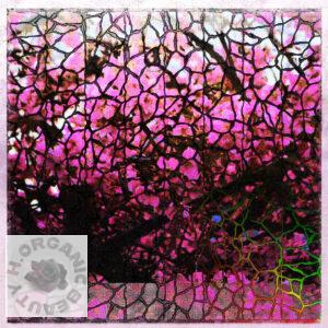 Cherry blossoms in full