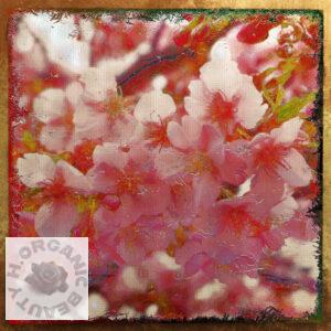 Cherry blossoms up close