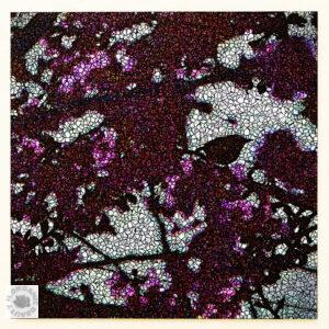 Cherry blossoms and Bird