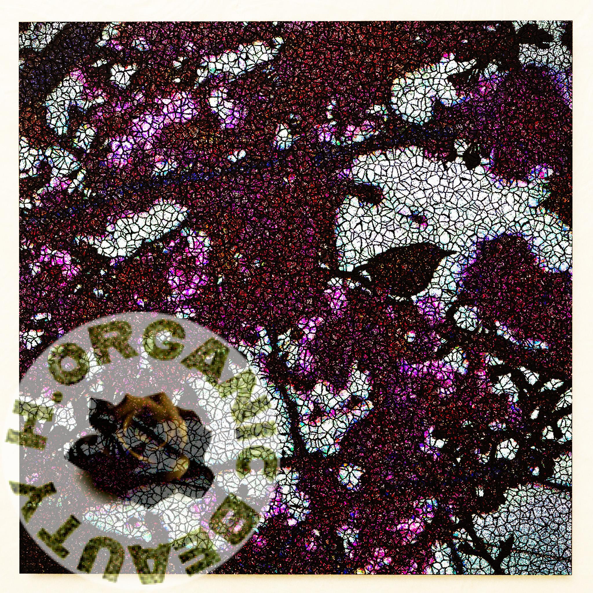 Cherry blossoms and Bird