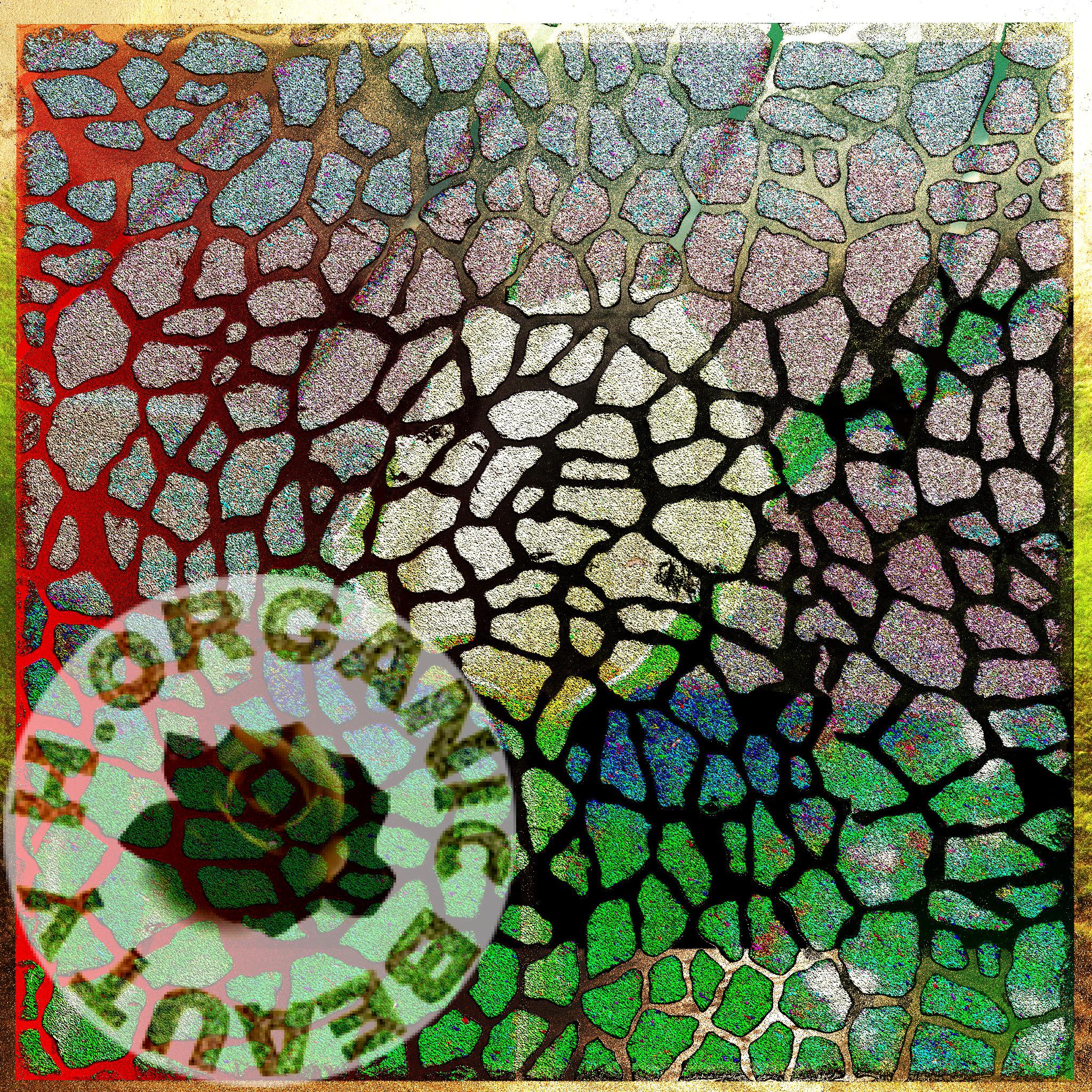 Yellow rose about bloom