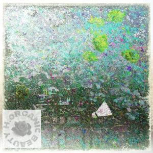 A fun meeting of roses