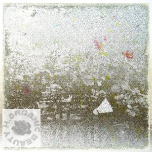 A fun meeting of roses normal