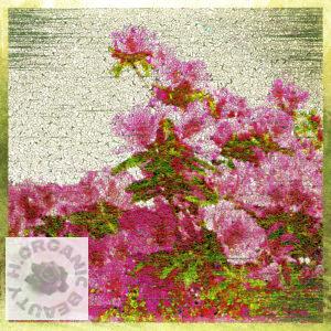 Azaleas in full bloom