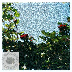 Clear skies and roses