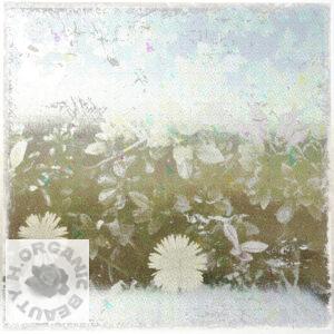 Dandelions and Azalea buds