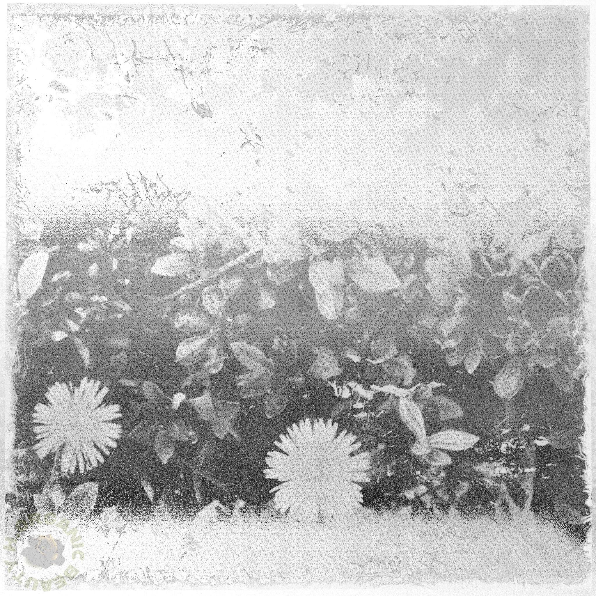 Dandelions and Azalea buds classic