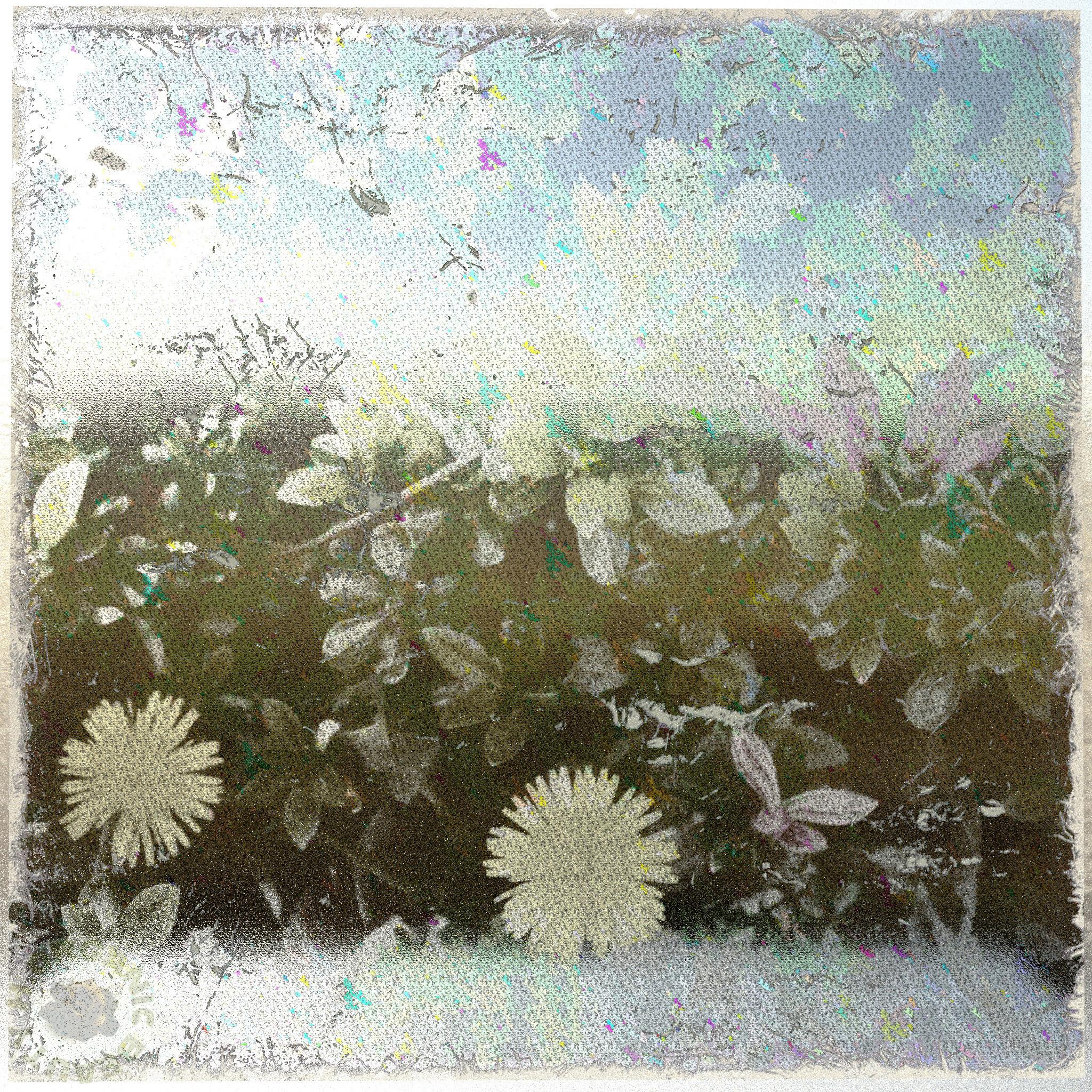 Dandelions and Azalea buds darken