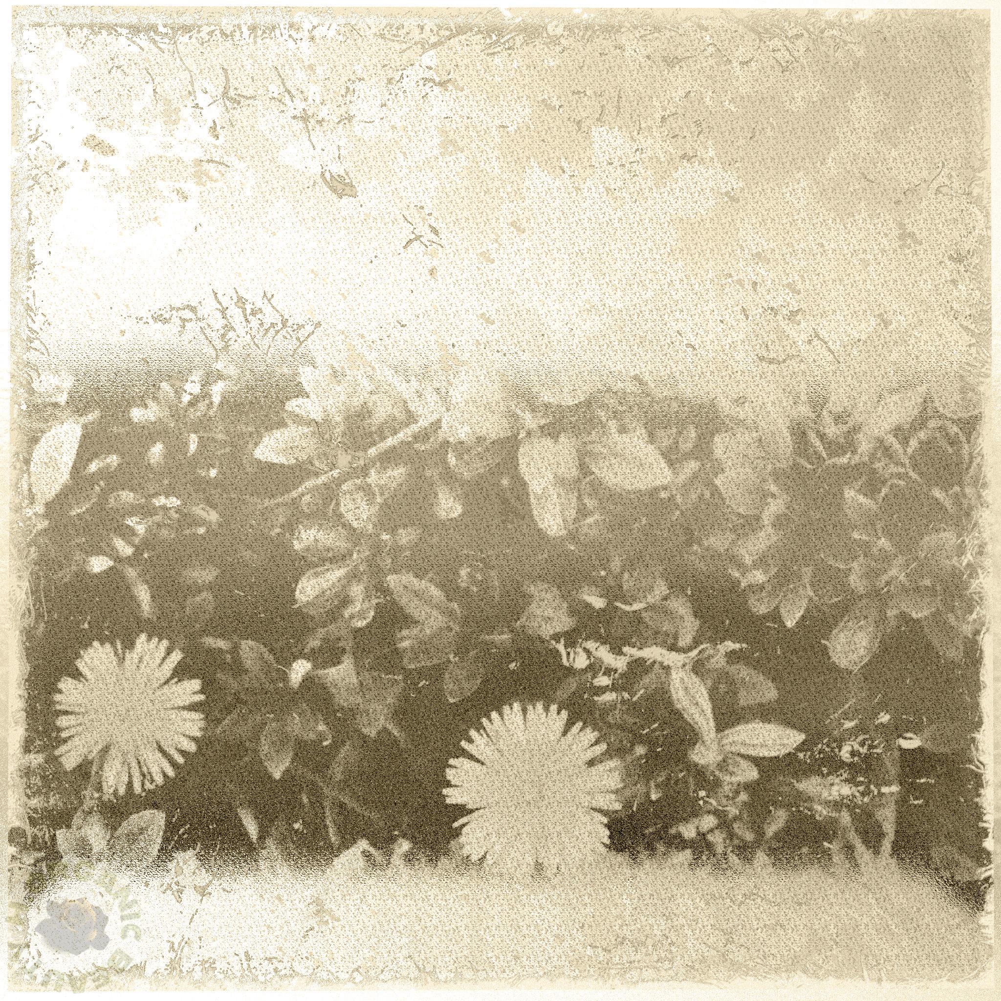 Dandelions and Azalea buds sepia