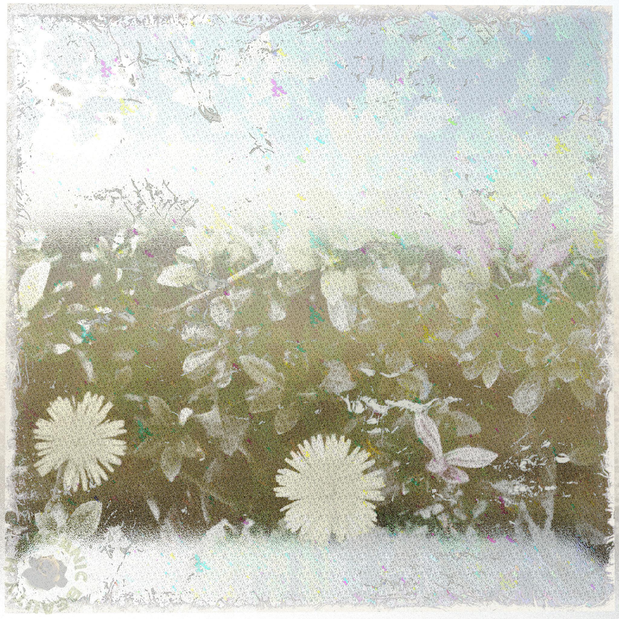 Dandelions and Azalea buds