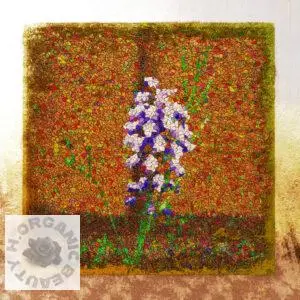 Grape hyacinth