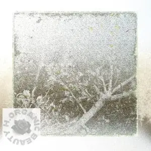 New shoots on plum branches