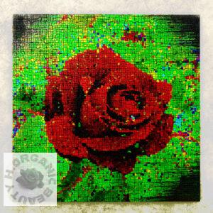 Raindrops and a rose