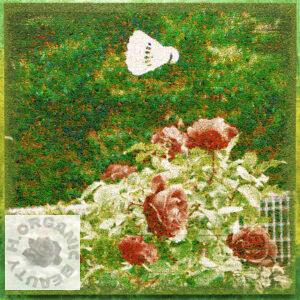 Roses look up at the badminton shuttlecock