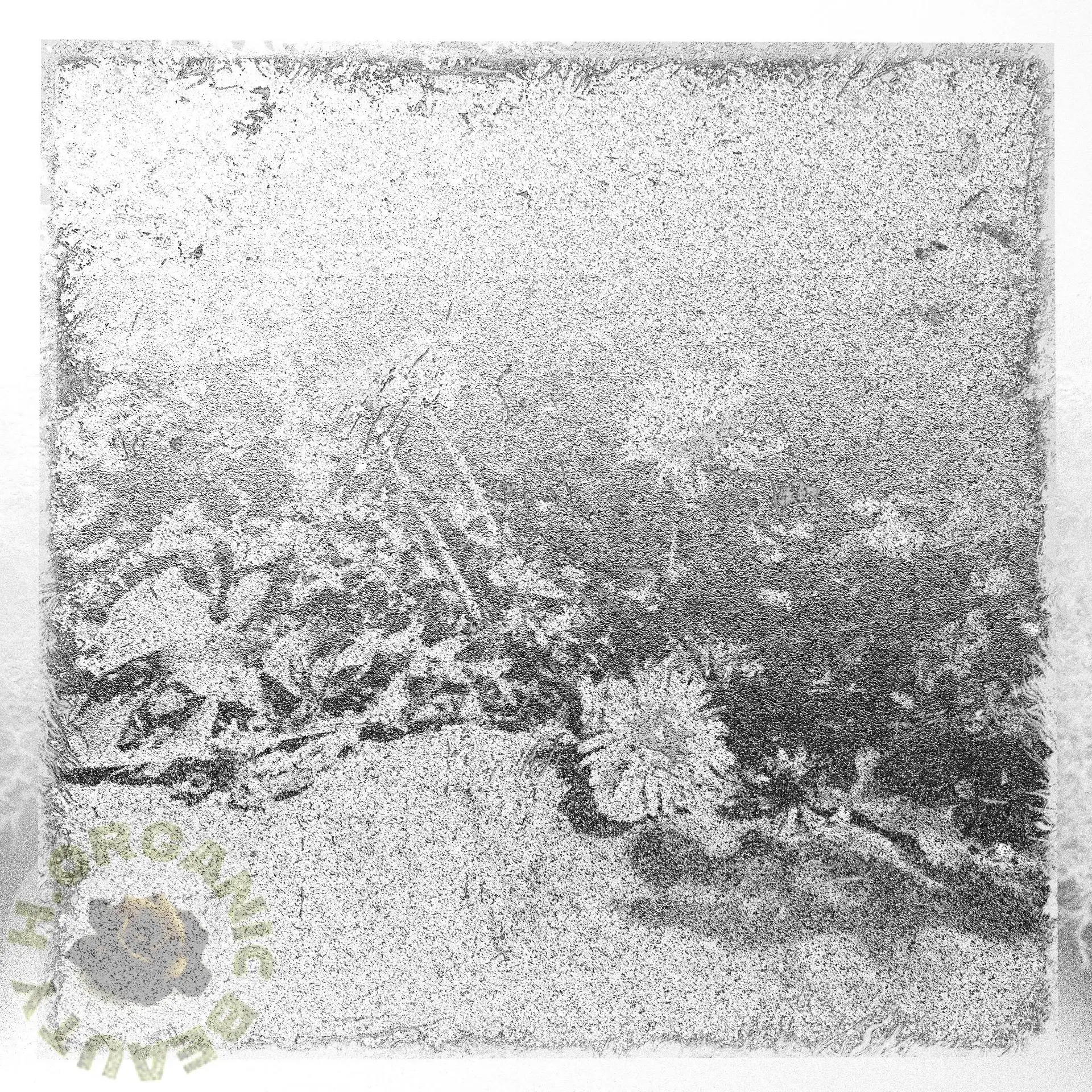 Stone and Dandelions classic