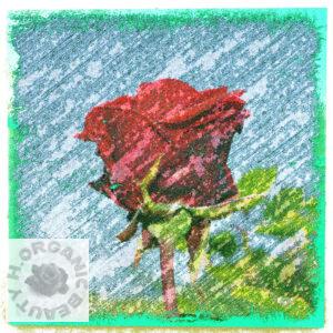 The profile of a first-blooming rose