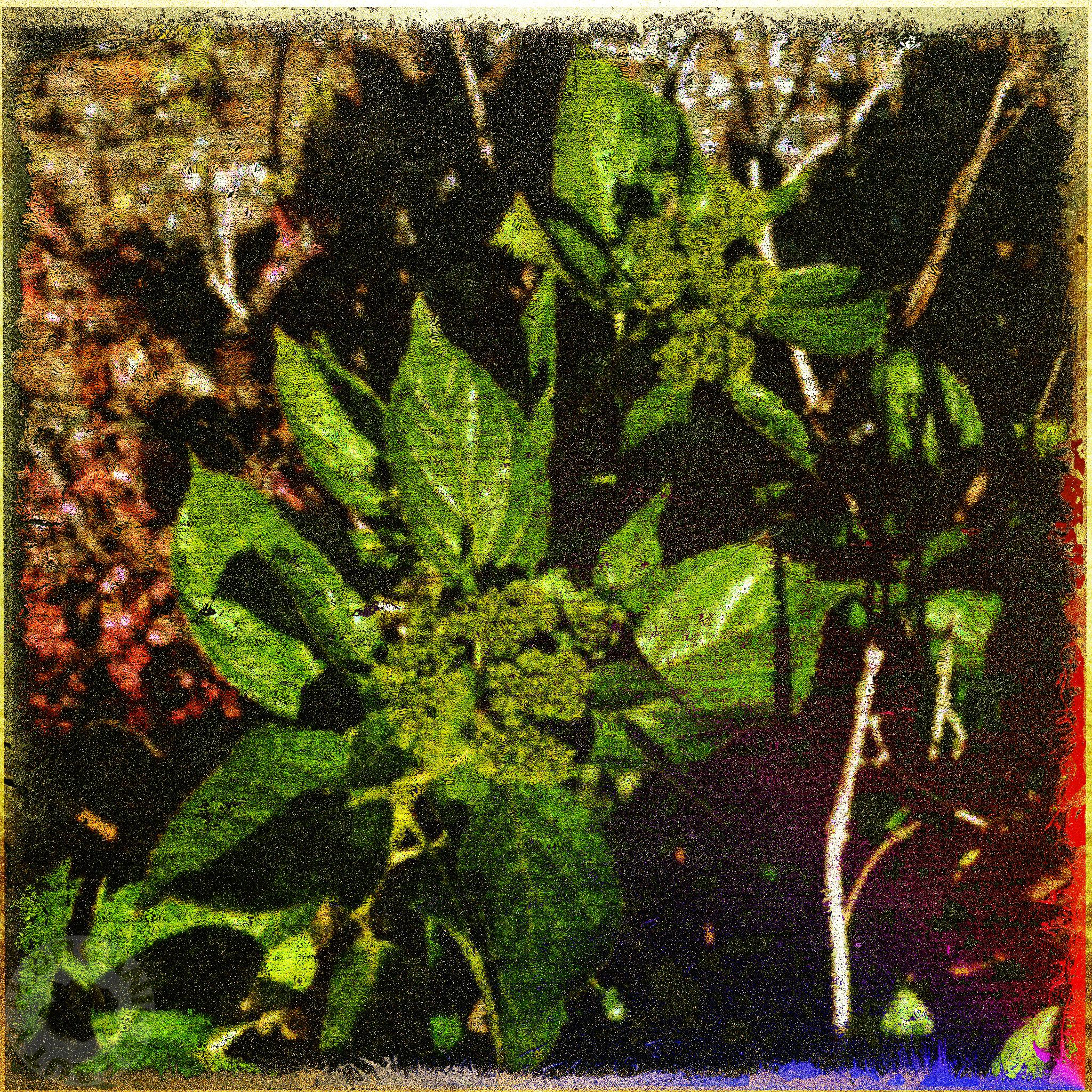 Friendly hydrangea buds