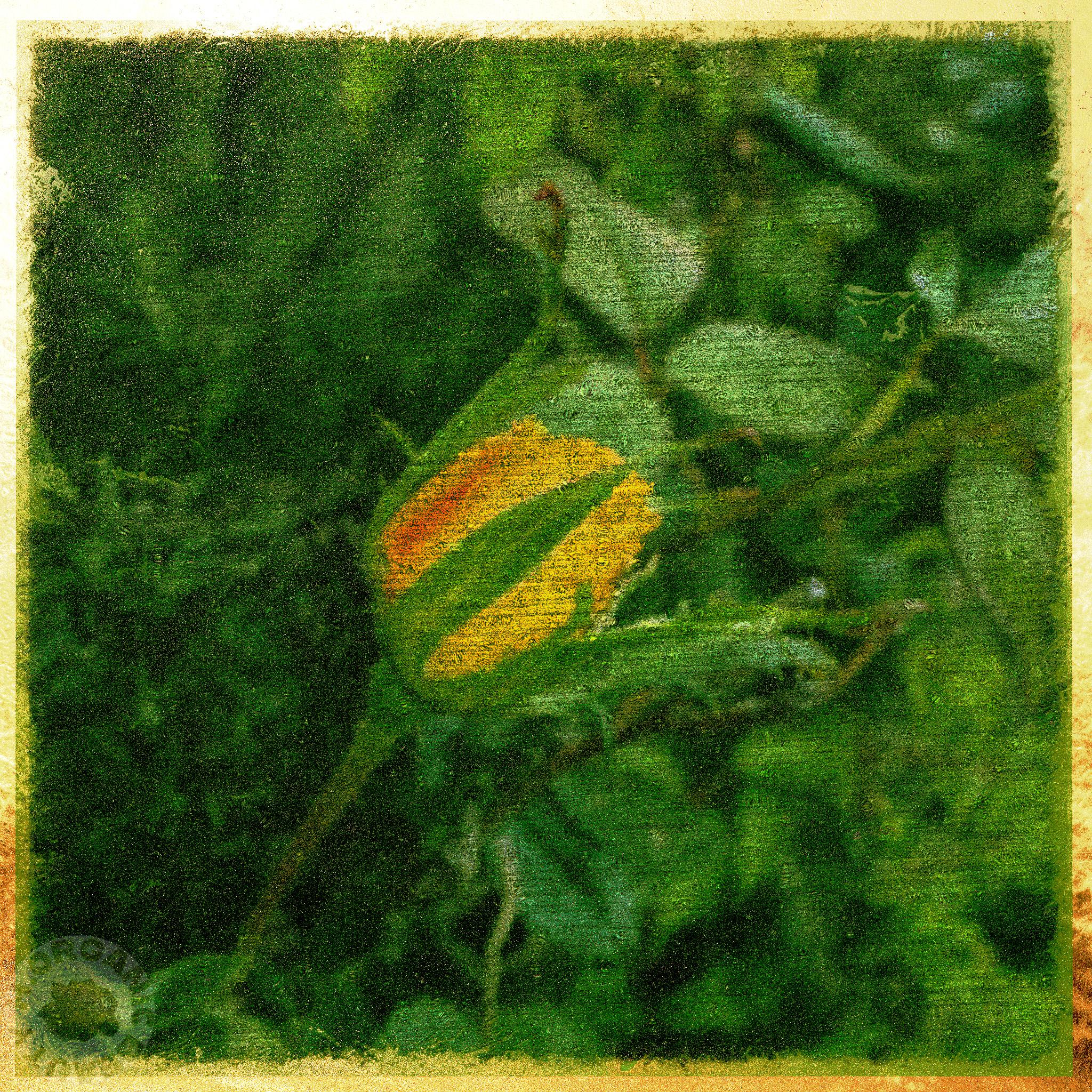 From a yellow rosebud