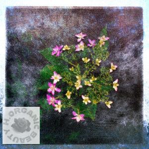 Hydrangeas begin to bloom