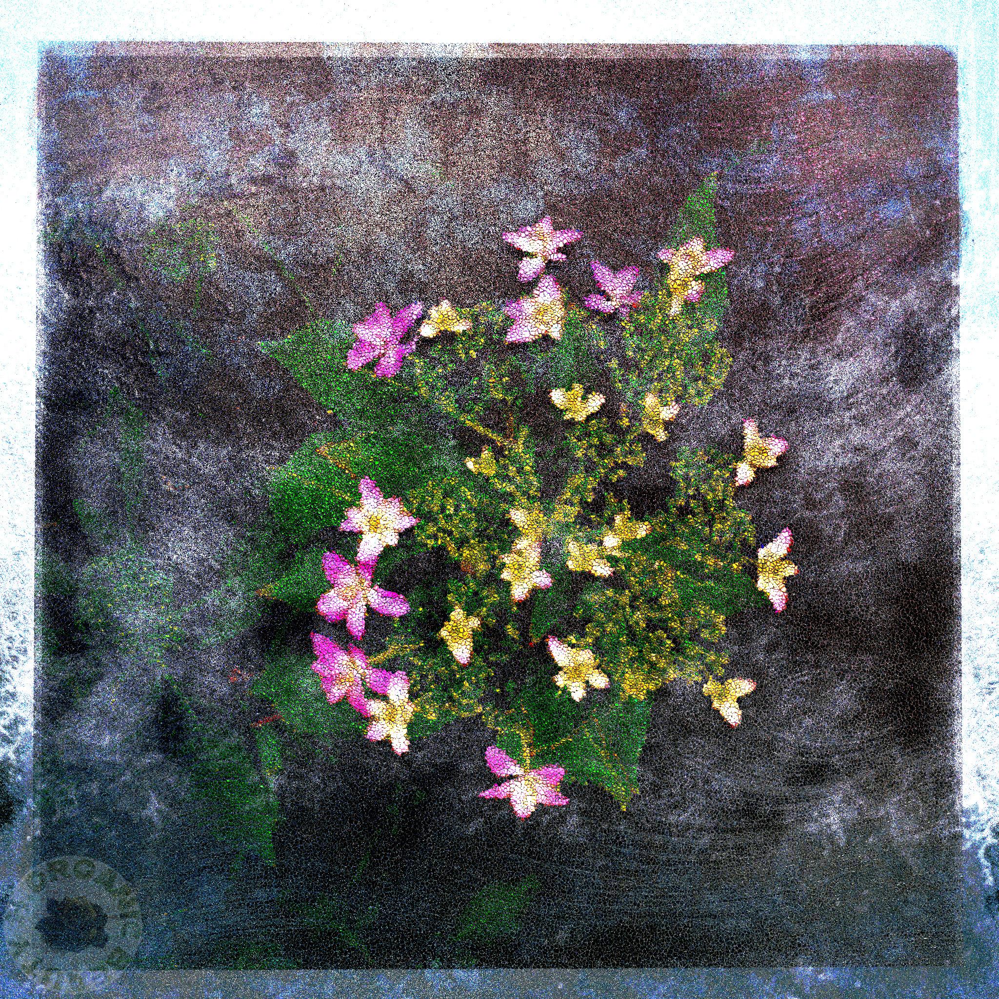 Hydrangeas begin to bloom