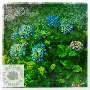 Hydrangeas have bloomed