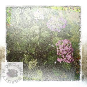 Reddish-purple, purple, and leaves