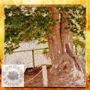 The base of the tree