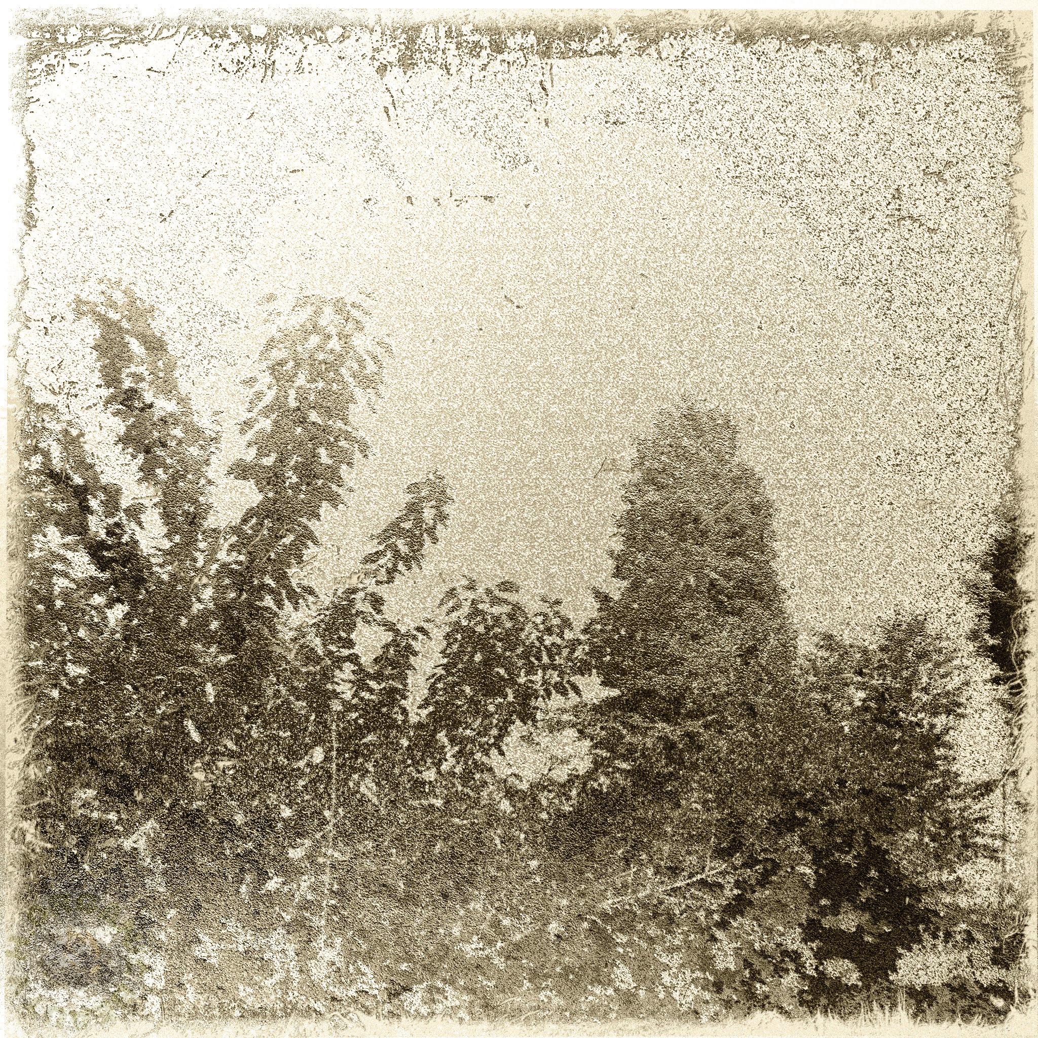 Trees and clear sky sepia