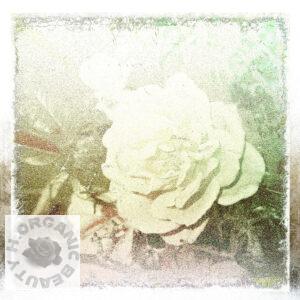 Yellow roses have bloomed