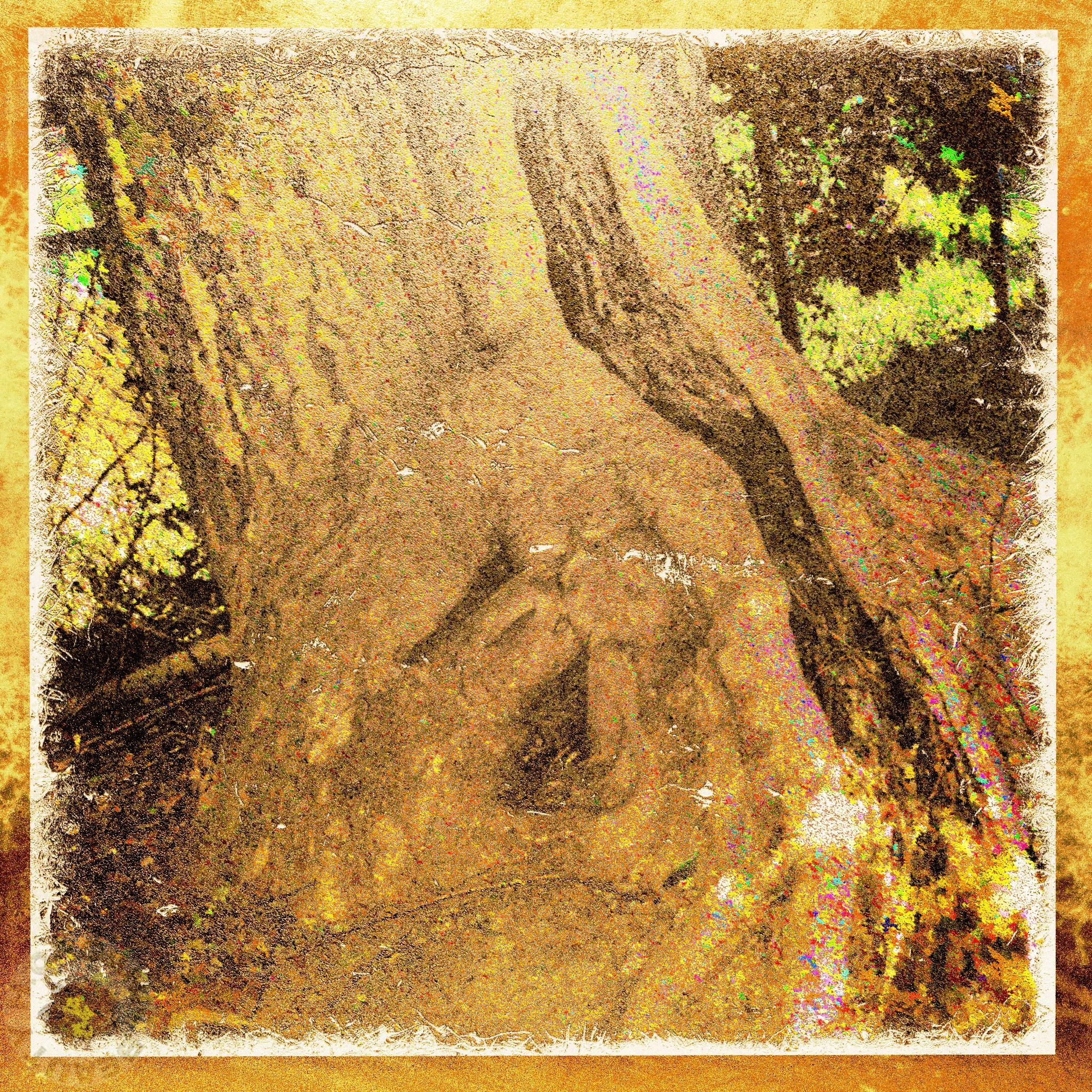 A single thick root