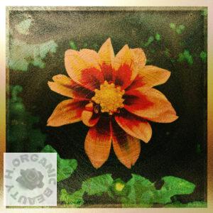 Dahlia's Darkness