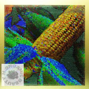 Freshly picked corn