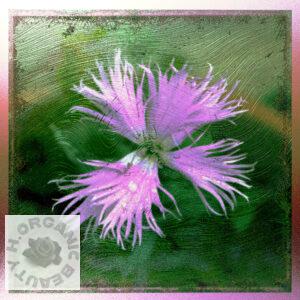 Nadeshiko (Dianthus)