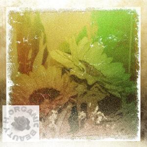 The Sunflowers