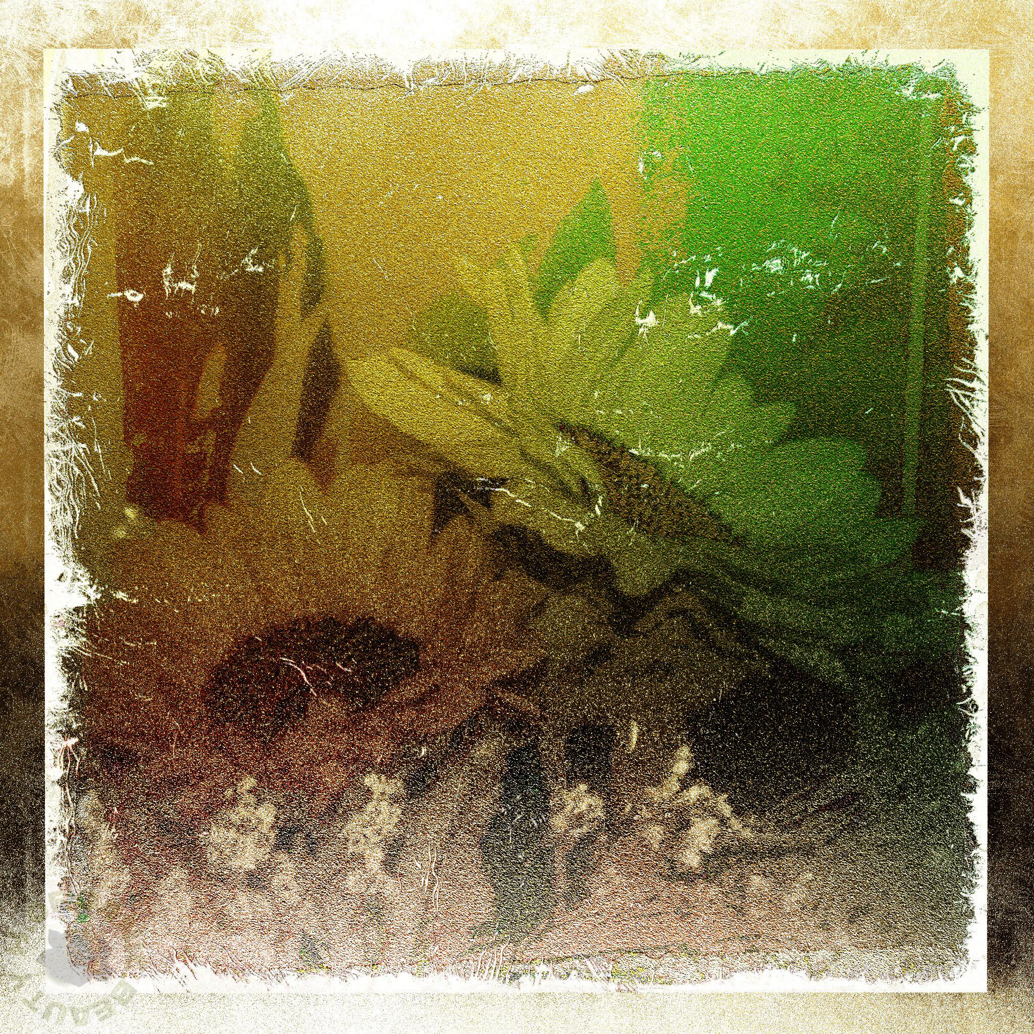 The Sunflowers darken