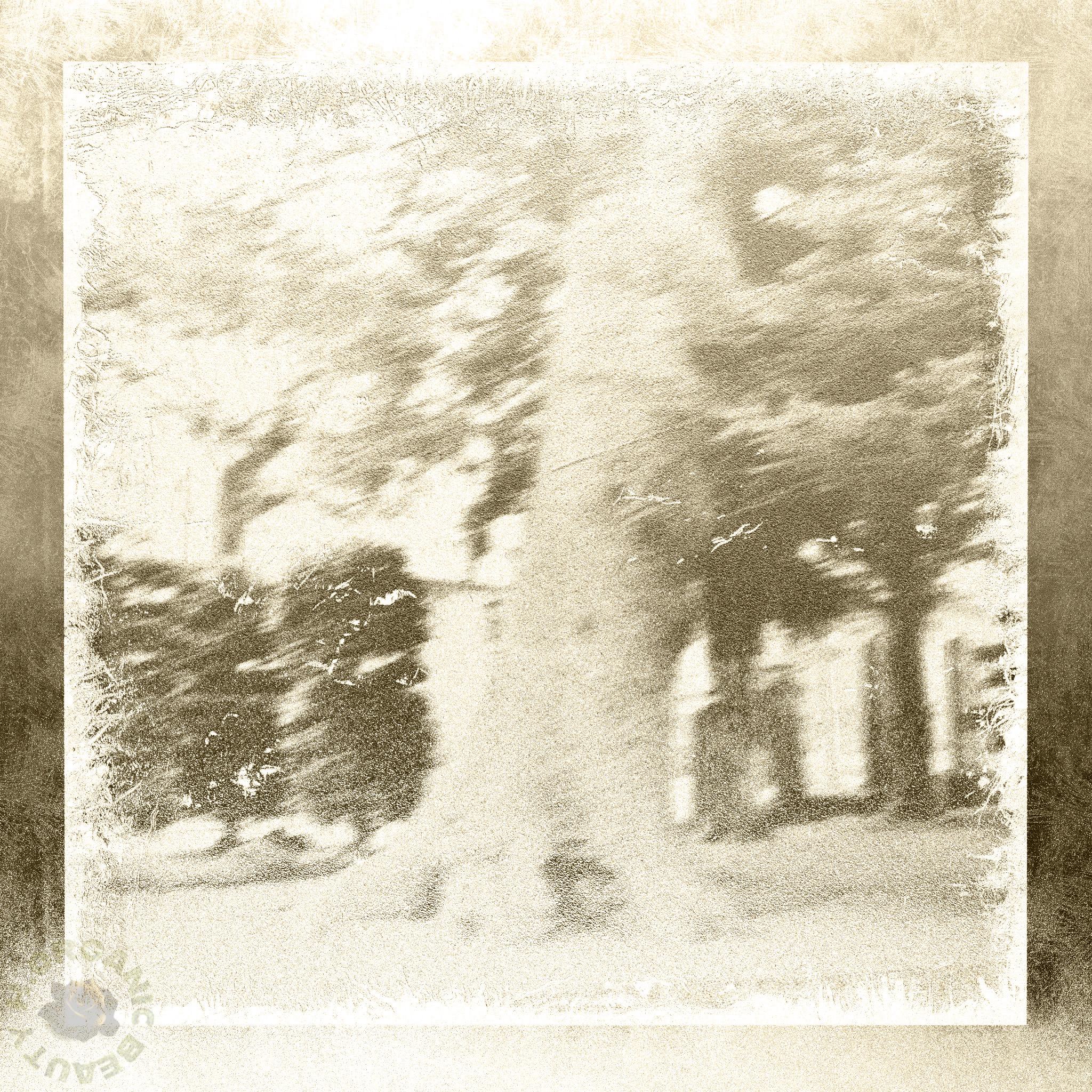 The tree sepia